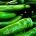 Pimiento Verde Italiano