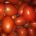 Tomate Pera